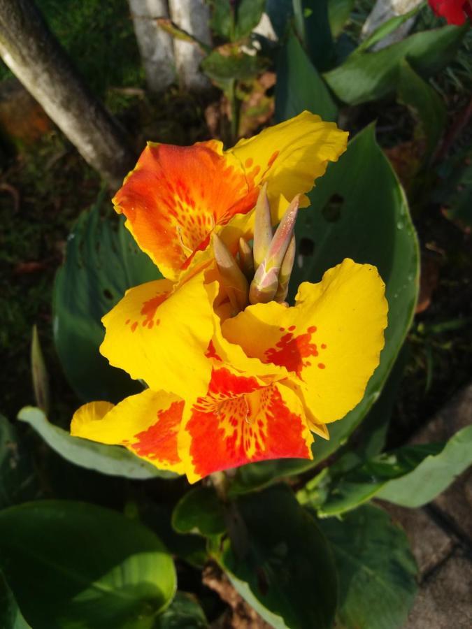 Quinta Los Volcanes Turrialba Buitenkant foto