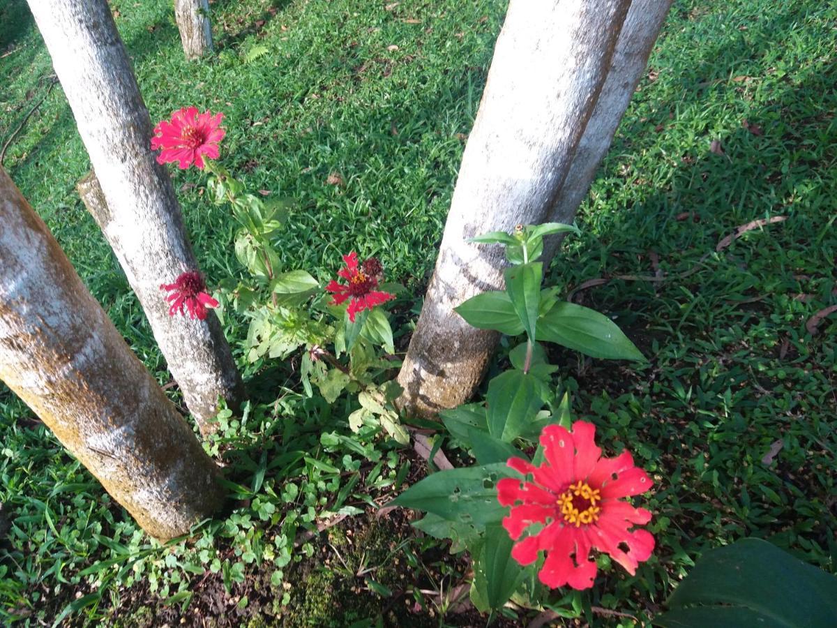Quinta Los Volcanes Turrialba Buitenkant foto